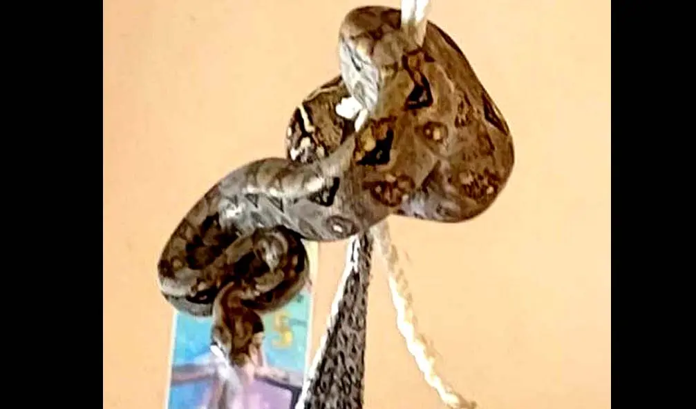 Mazacuata en Metap&aacute;n 3