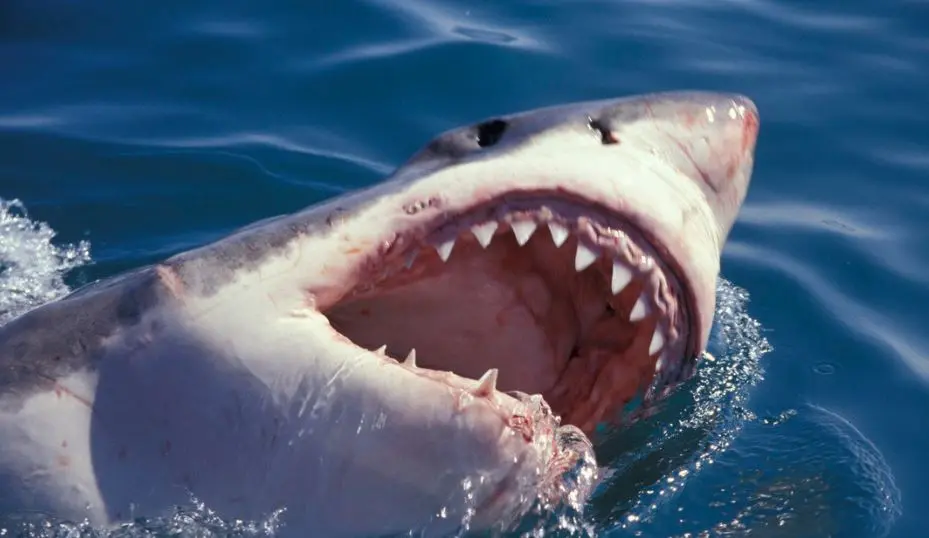 Tibur&oacute;n Blanco