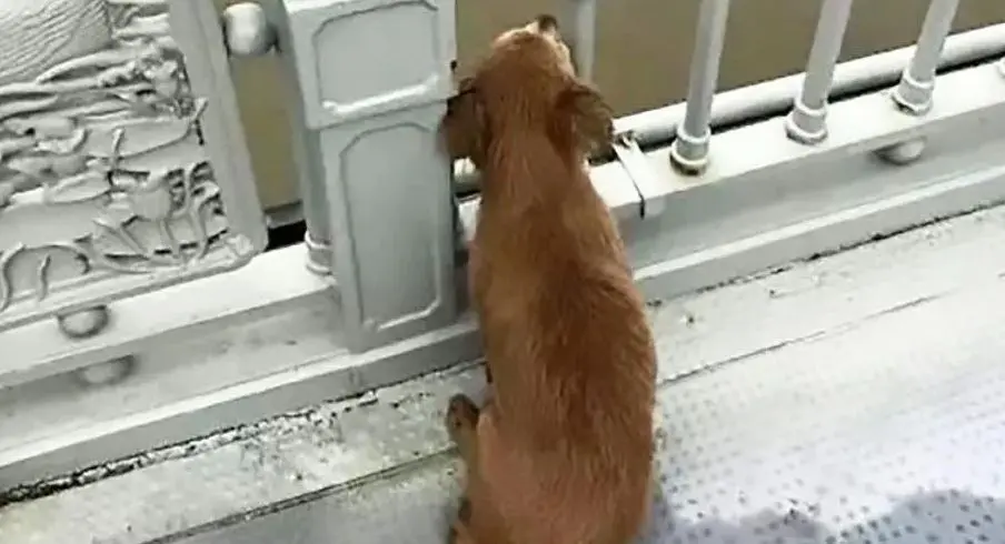 Perro espera a su due&ntilde;o en puente