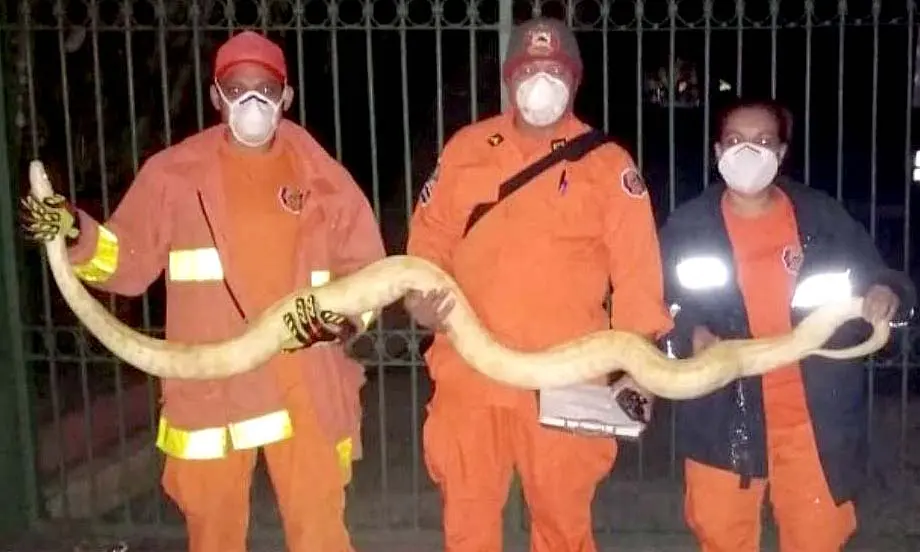 Pint&oacute;n albino en centro escolar de san salvador 3