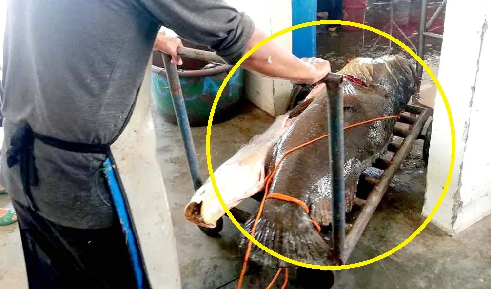 Denuncia pesca del Mero en el Puerto de La Libertad Foto tomada de Extinci&oacute;n El Salvador 3