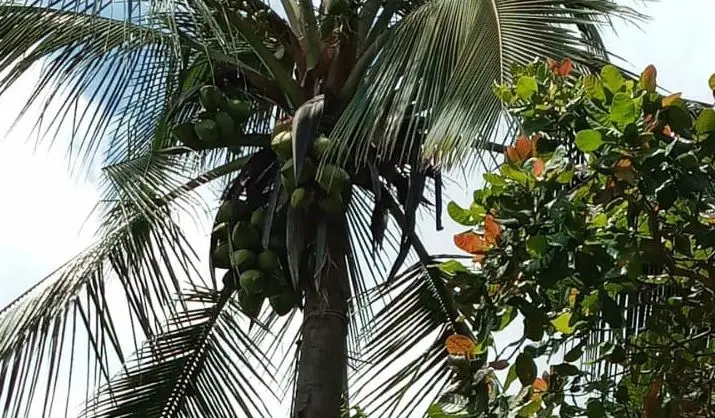 &Aacute;rbol de cocos