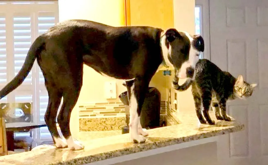 Mako el perro que se cree gato Foto tomada de lnstagram de Mako