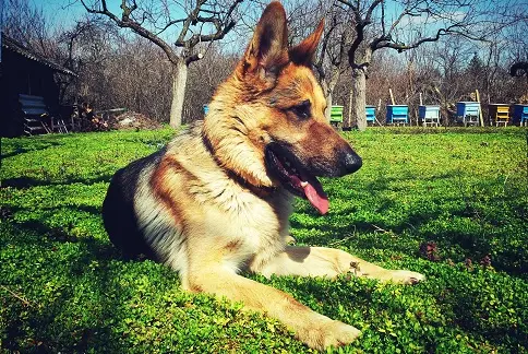 Pastor alem&aacute;n