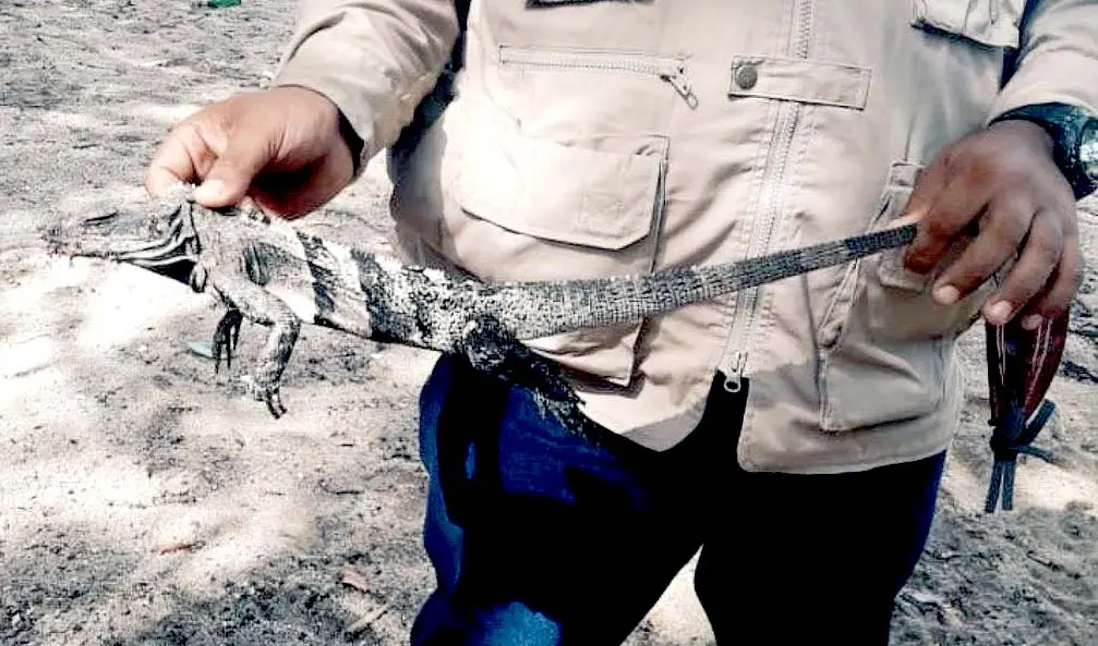 retienen a turista por matar un garrobo en Los C&oacute;banos Foto 3 tomada de Medio Ambiente