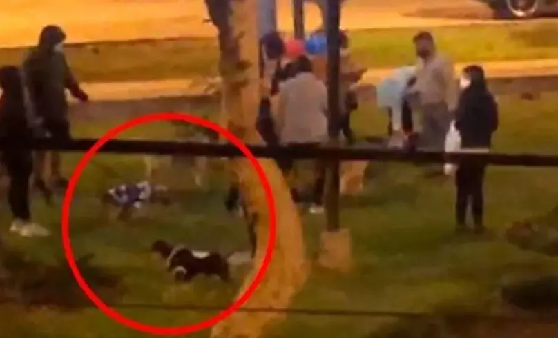 Festejan cumplea&ntilde;os a perro