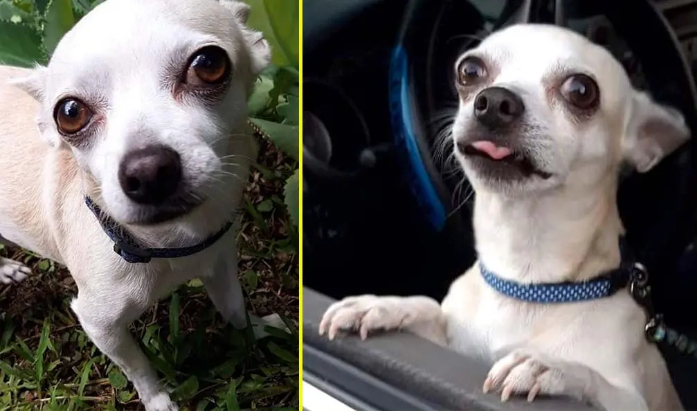 Nico foto tomada de RRSS Manada de Buscando a mi mascota y Manada de Pick