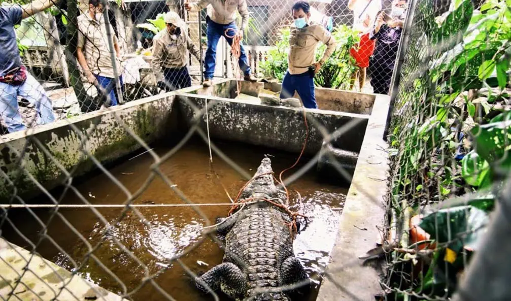 Rescatan a cocodrilo en Aguilares foto tomada de Medio Ambiente 1