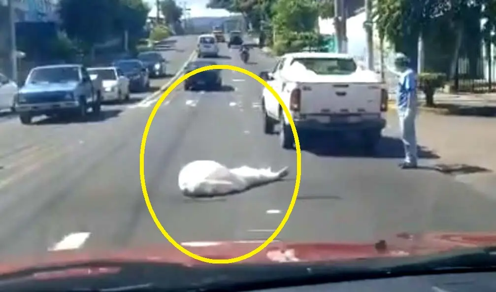 Cad&aacute;ver cae de veh&iacute;culo de Medicinal Legal 2