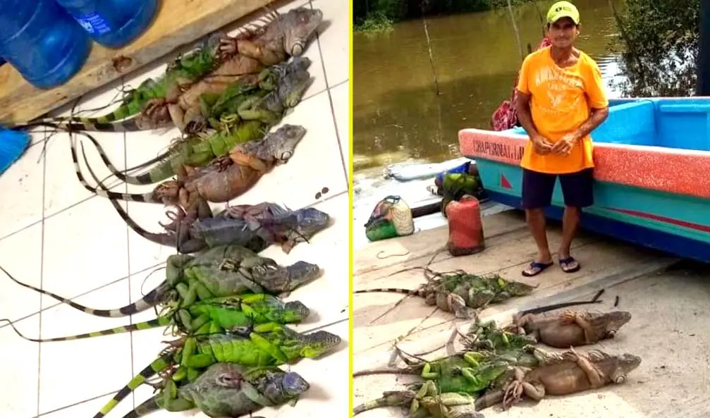 Capturado por sustraer 14 garrobos en La Uni&oacute;n Foto tomada de la PNC 4