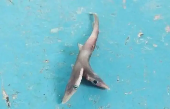 Tibur&oacute;n beb&eacute; de dos cabezas