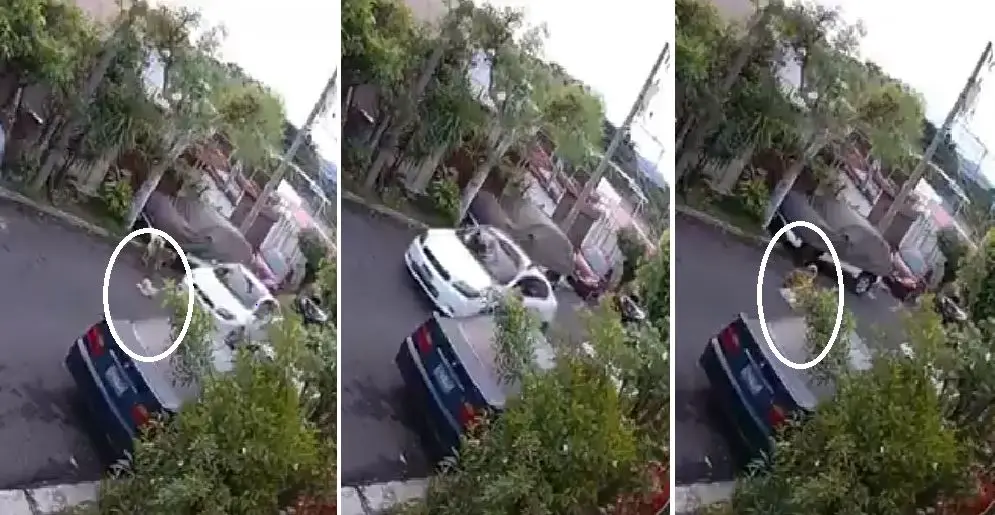 Atropellan a perro en la Escal&oacute;n