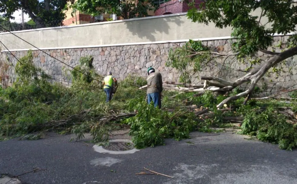 &Aacute;rbol ca&iacute;do en la Escal&oacute;n