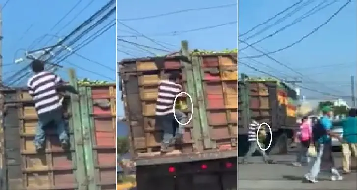 Hurtando pl&aacute;tanos