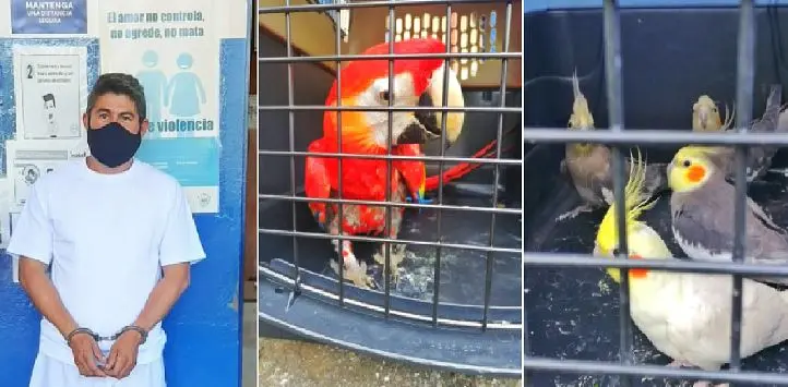 Traficar p&aacute;jaros