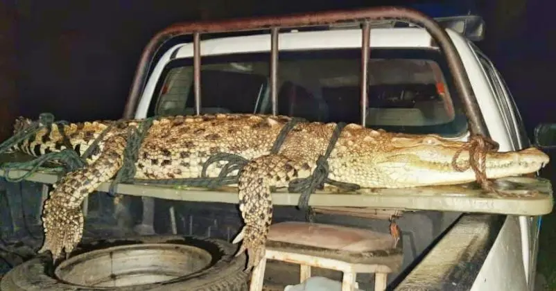 Cocodrilo en La Uni&oacute;n