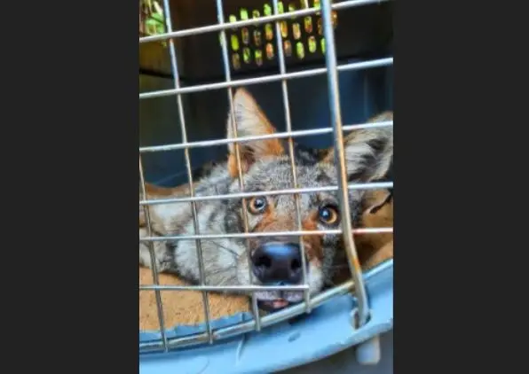 Coyote rescatado