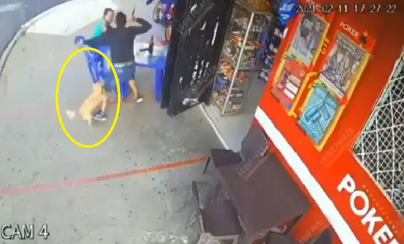 Perro evit&oacute; asalto