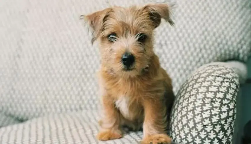 No combinaba con el sill&oacute;n