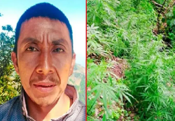 Plantaci&oacute;n de marihuana