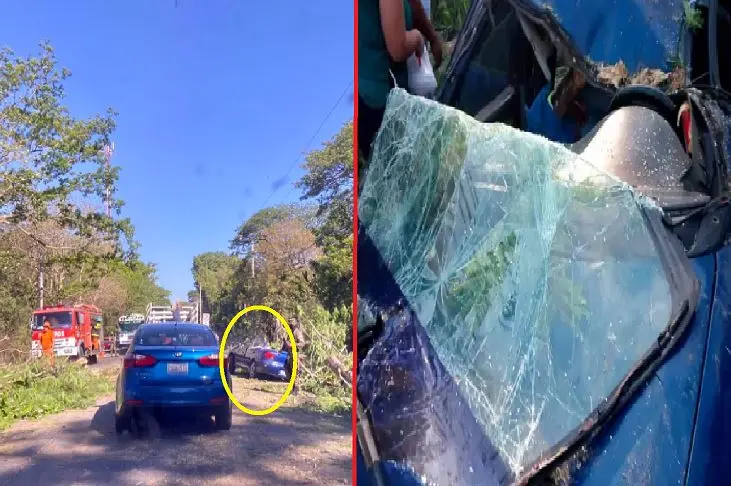 Le cay&oacute; encima un &aacute;rbol