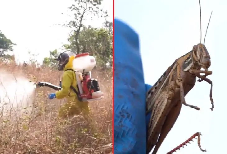 Fumigaci&oacute;n para langosta voladora