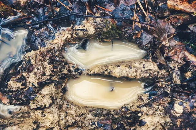 Huellas Bosque &acute;pixabay