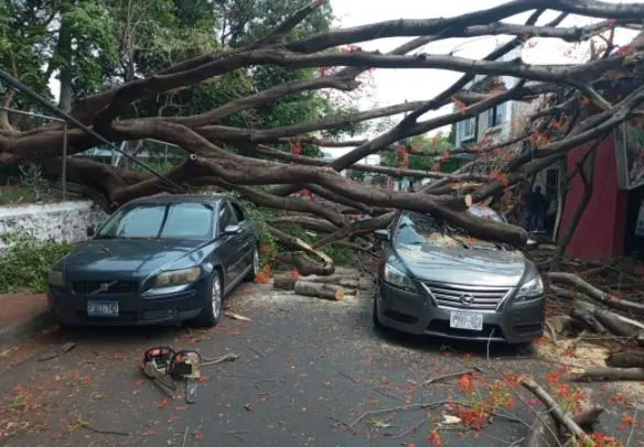 &Aacute;rbol ca&iacute;do en San Miguel