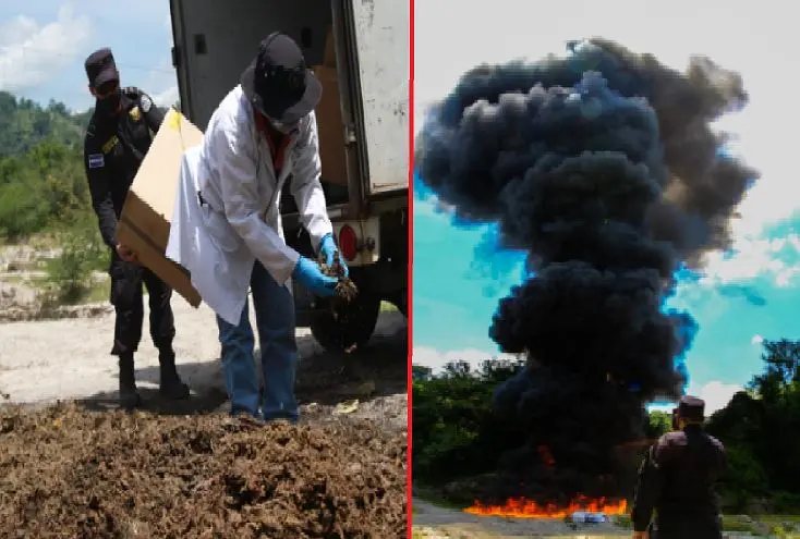 Queman droga valorada en m&aacute;s de $150,000