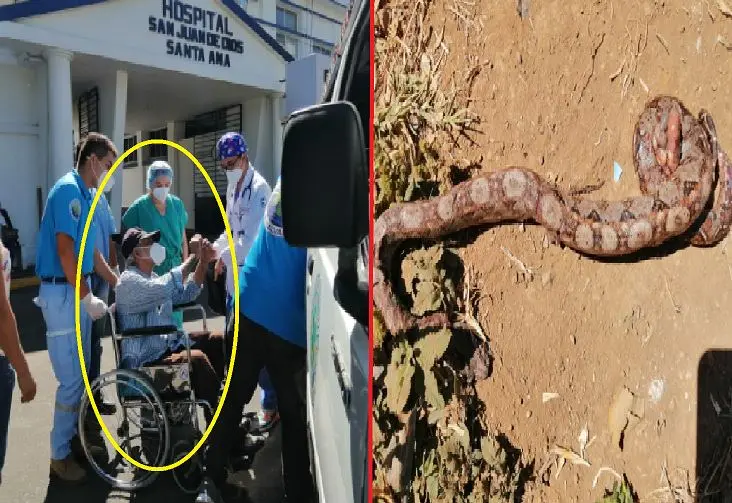 Hombre de 80 a&ntilde;os mordido por una culebra