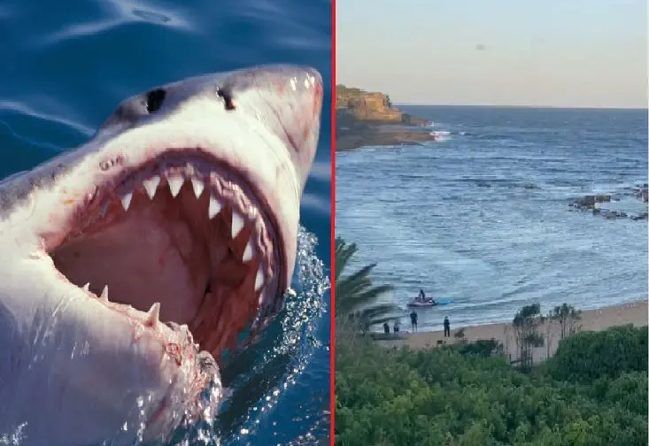 Ataque de Tibur&oacute;n