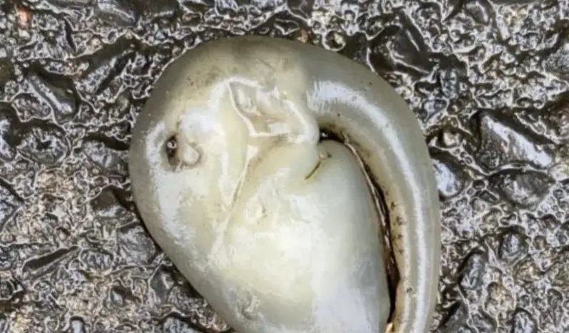 Extraterrestre despu&eacute;s de fuerte lluvia