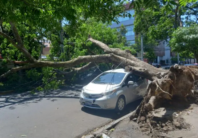&Aacute;rbol cae encima de veh&iacute;culo