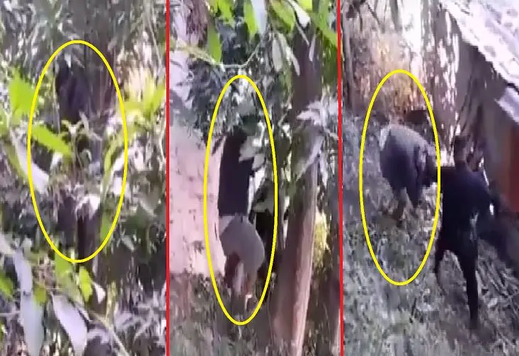 Colaborador de pandillas