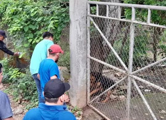 Sacrifican a perros de raza que mataron a mujer en La Uni&oacute;n