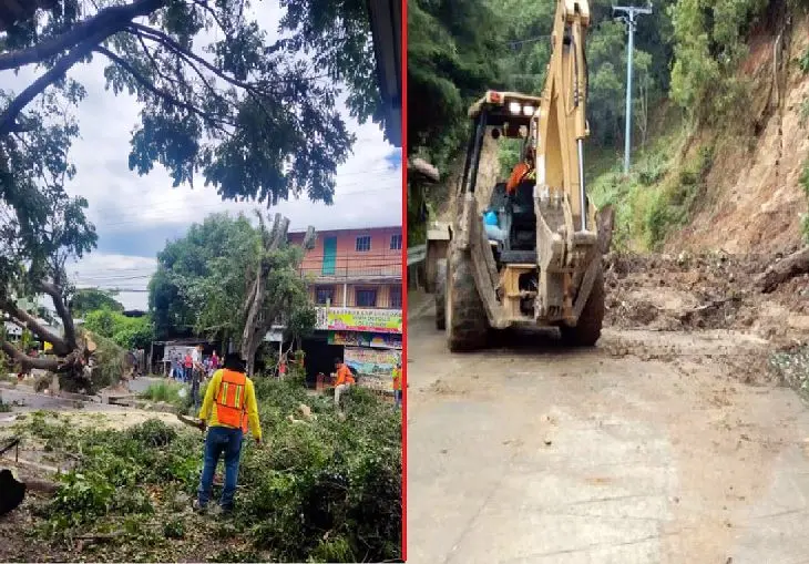 &Aacute;rboles y derrumbes