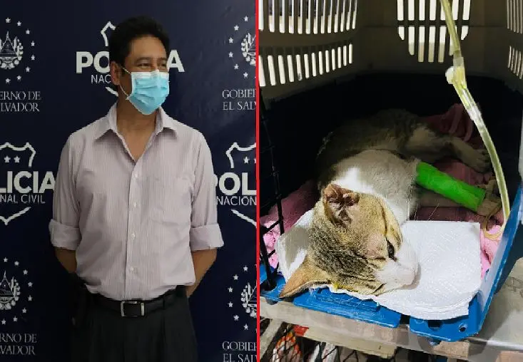 Bola&ntilde;os y el gato