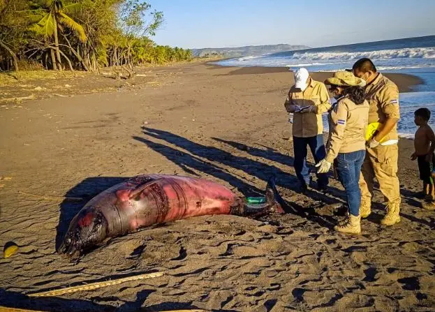 Ballena muerta en bocana de Sonsonate