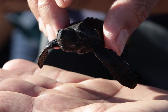 Jornada de Liberaci&oacute;n de Tortuga Golfina en el Criadero de la playa de San Diego, en La Libertad, El Salvador, el 21 de enero de 2023
Foto Banco Davivienda/ Salvador Mel&eacute;ndez