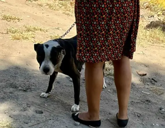 Multan a due&ntilde;a de perro