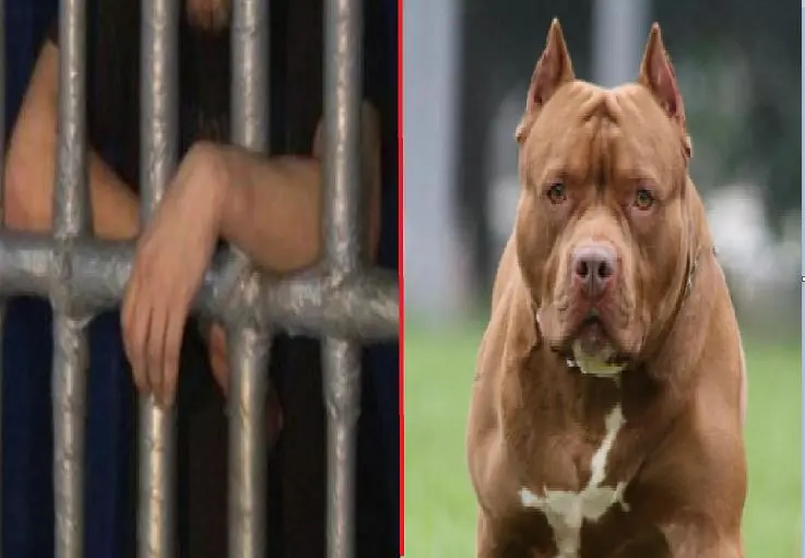 Due&ntilde;o de un perro pitbull