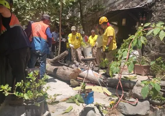 Le cay&oacute; un &aacute;rbol