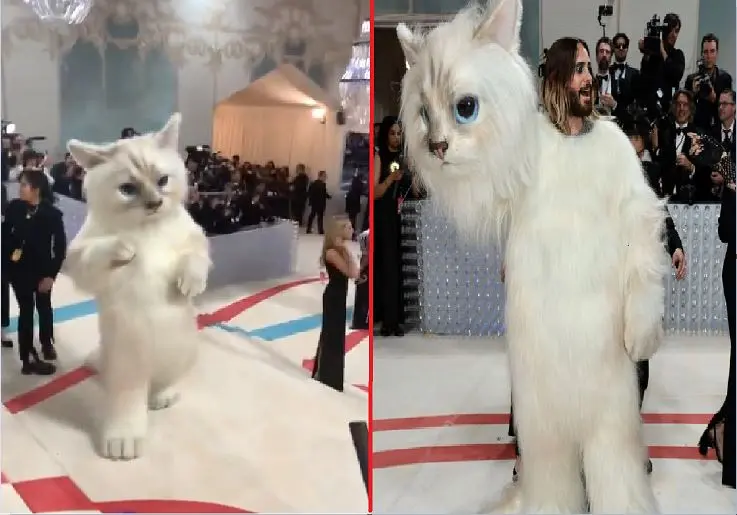 Jared Leto de Gato