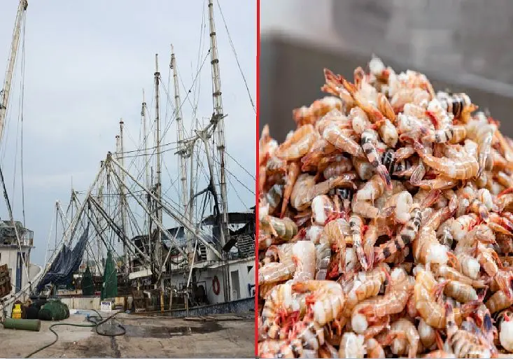 Veda de Camar&oacute;n