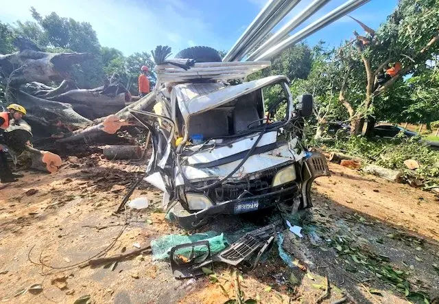 &Aacute;rbol cae sobre cami&oacute;n Ciudad Arce, lesionados