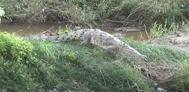 Denuncian presencia de cocodrilos en Santa Rosa de Lima