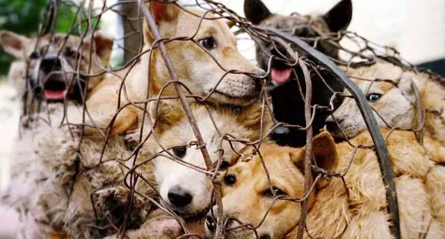 Perros Corea del Sur