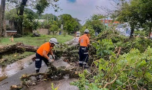 árboles caídos tormenta fuerte 28-05-2024