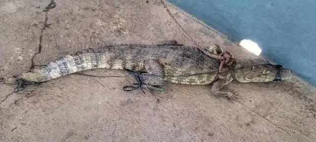 Lagarto Puerto Parada Usulután 13-11-2024