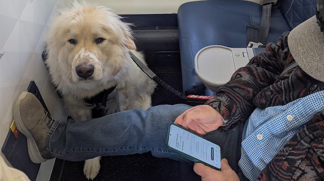 Perro Primera Clase Delta Airlines